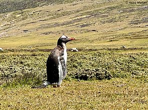 Gentoo Pinguin auf den Falklandinseln