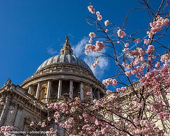 Kirschblüte in Großbritannien: Die schönsten Orte