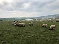 THE BRITISH SHOP unterwegs in East Sussex: Schafe im Cuckmere Valley