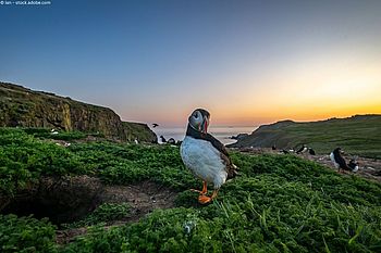 Skomer Island: Papageitaucher, Sturmtaucher und ein Hauch Bronzezeit