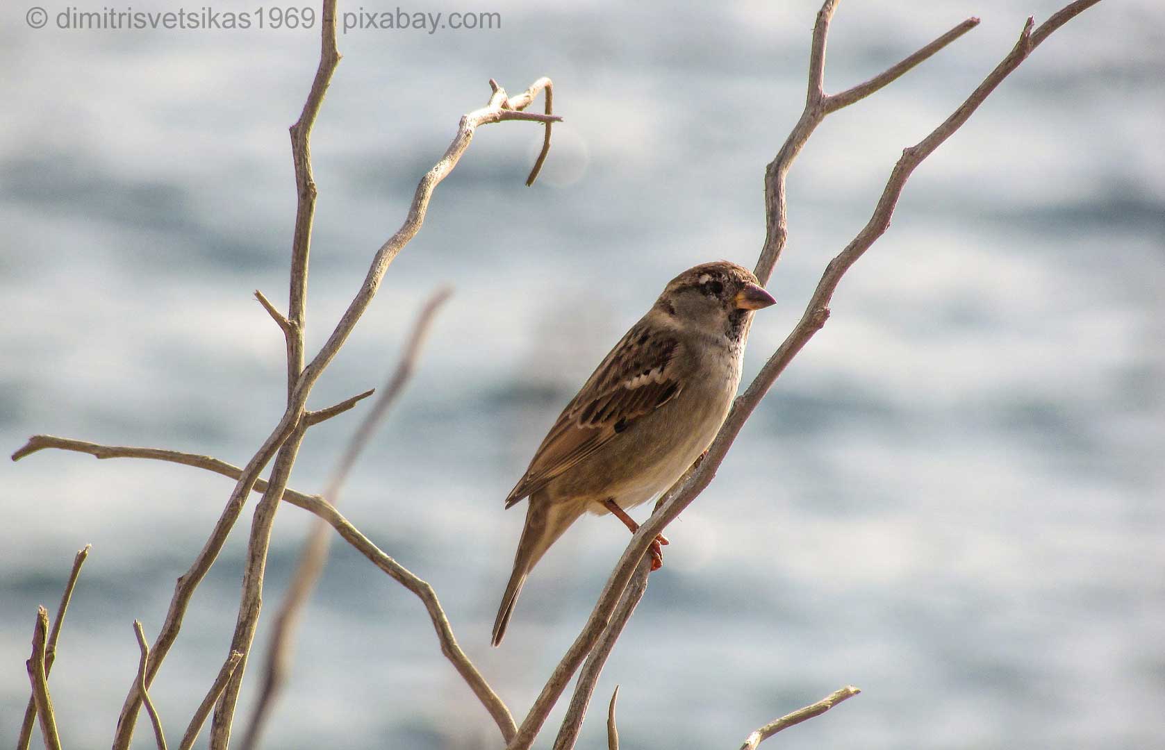 Big Garden Birdwatch: Spatzen, Stare, Meisen zählen