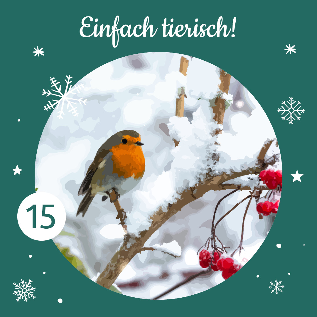 Robin im Schnee