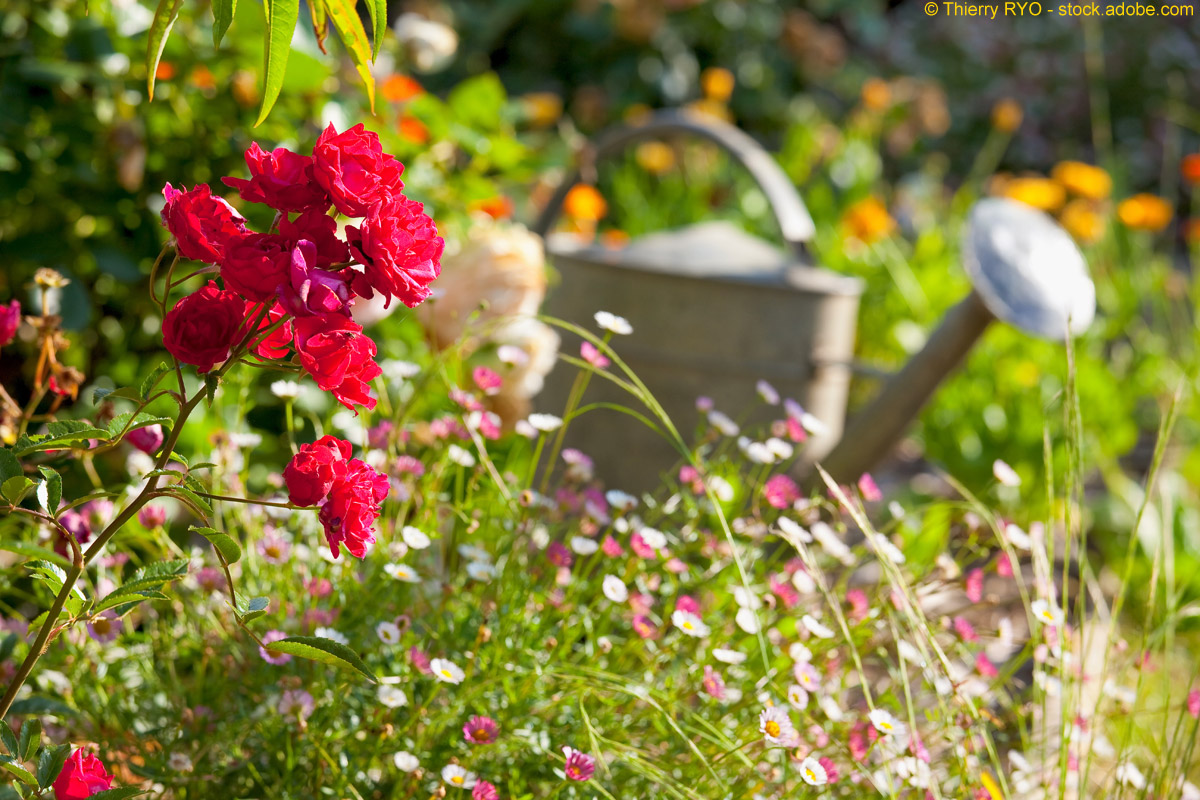 THE BRITISH SHOP - Blog: Blumen und Pflanzen im Haus und ...