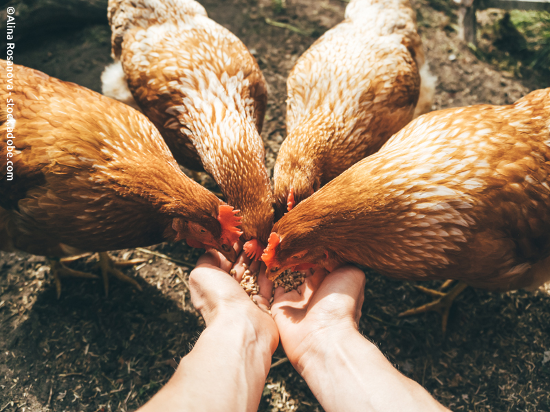 Niedlich, sozial und sogar humorvoll: Ein Dankeschön an die Hühner