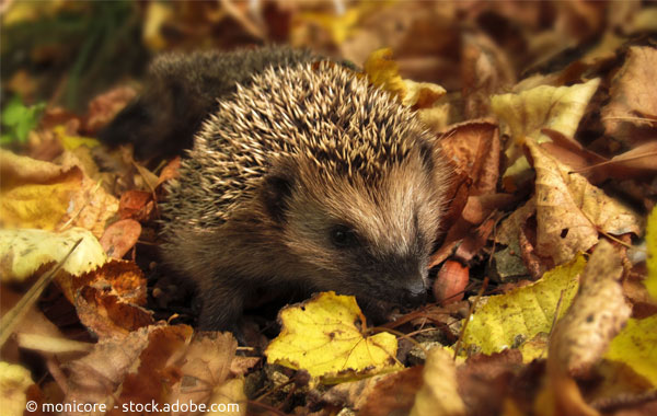 „Heckenschweinchen“ auf Quartierssuche: Igel gehen in Winterschlaf