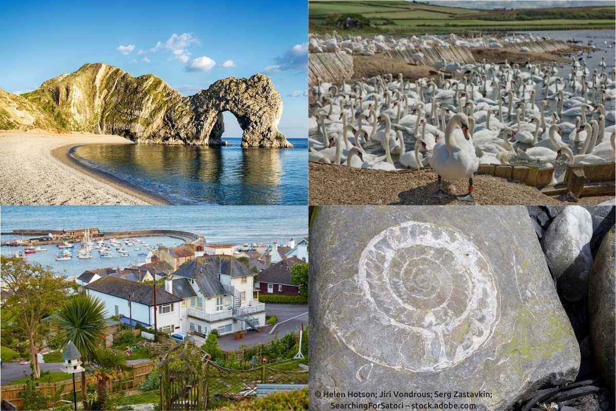 Bildercollage mit folgenden Abbildungen: Kreidefelsformation Durdle Door, Schwäne in der Abbotsbury Swannery, Kleinstadt Lyme Regis, Fossilien an der Jurassic Coast