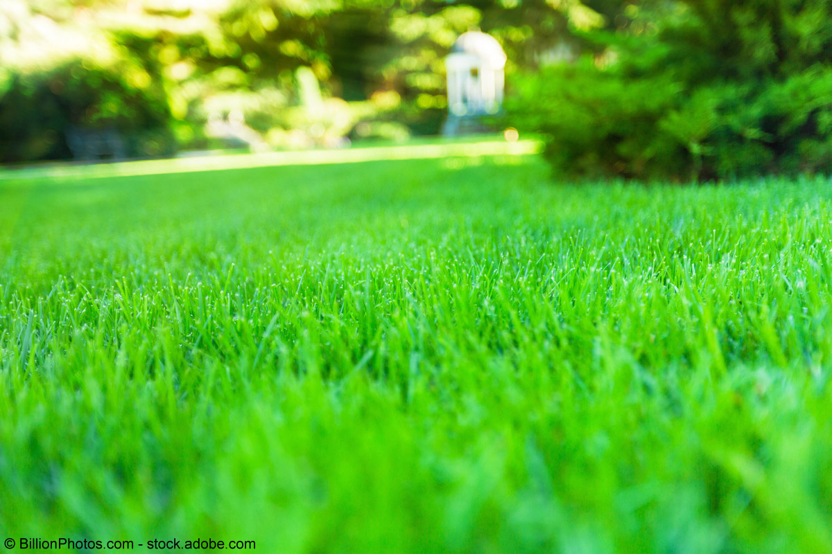 Englischer Rasen: Es grünt so grün