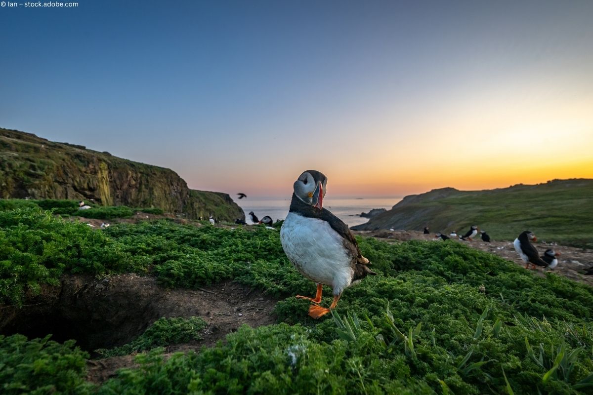 Skomer Island: Papageitaucher, Sturmtaucher und ein Hauch Bronzezeit